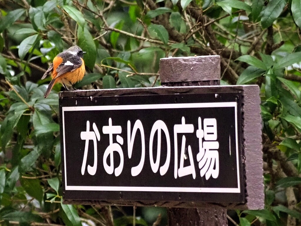 何かに誘われて