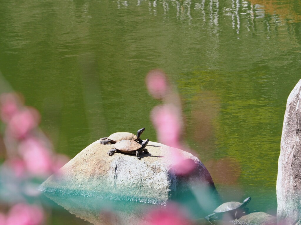 カメさん、お花見