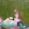 カメさん、お花見
