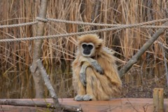 近くの動物園(1)