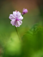 山歩き
