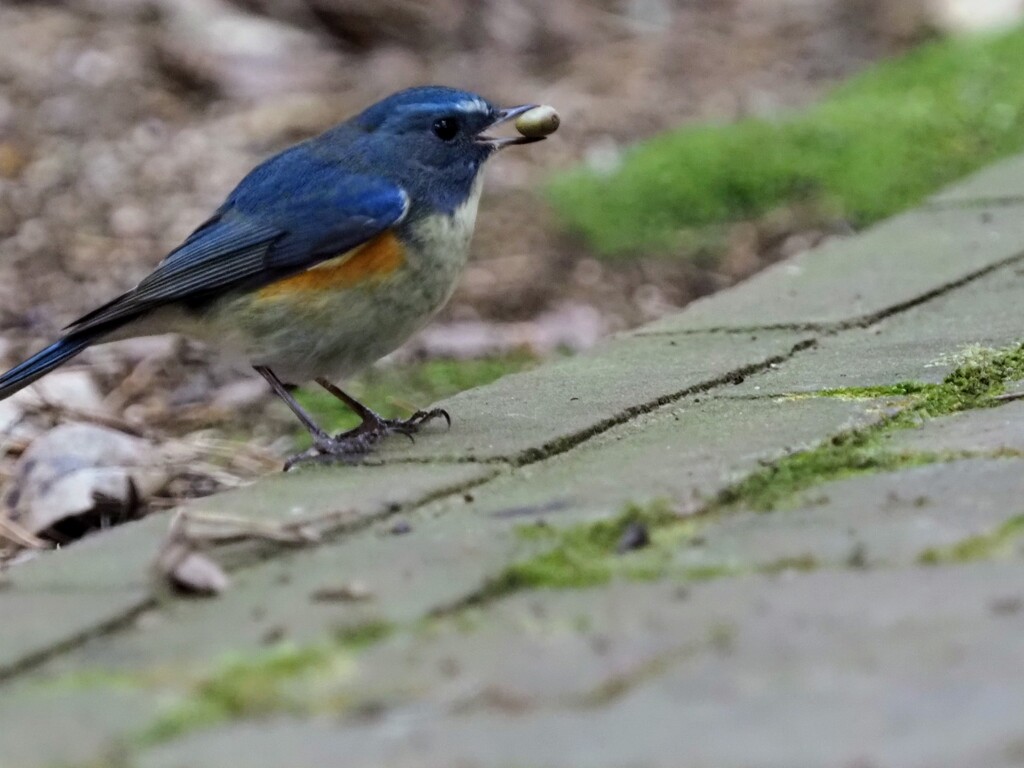 食事中