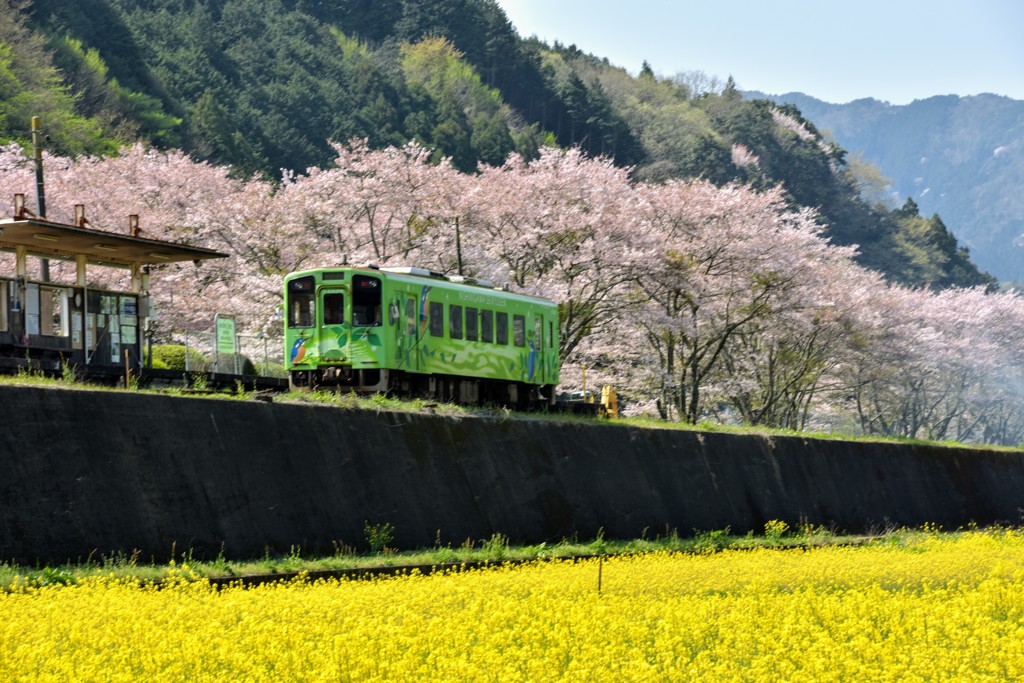 菜の花と桜