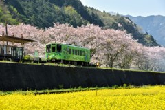 菜の花と桜