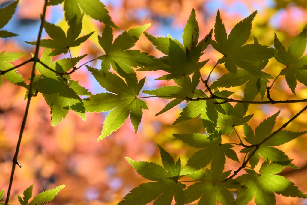 緑紅葉