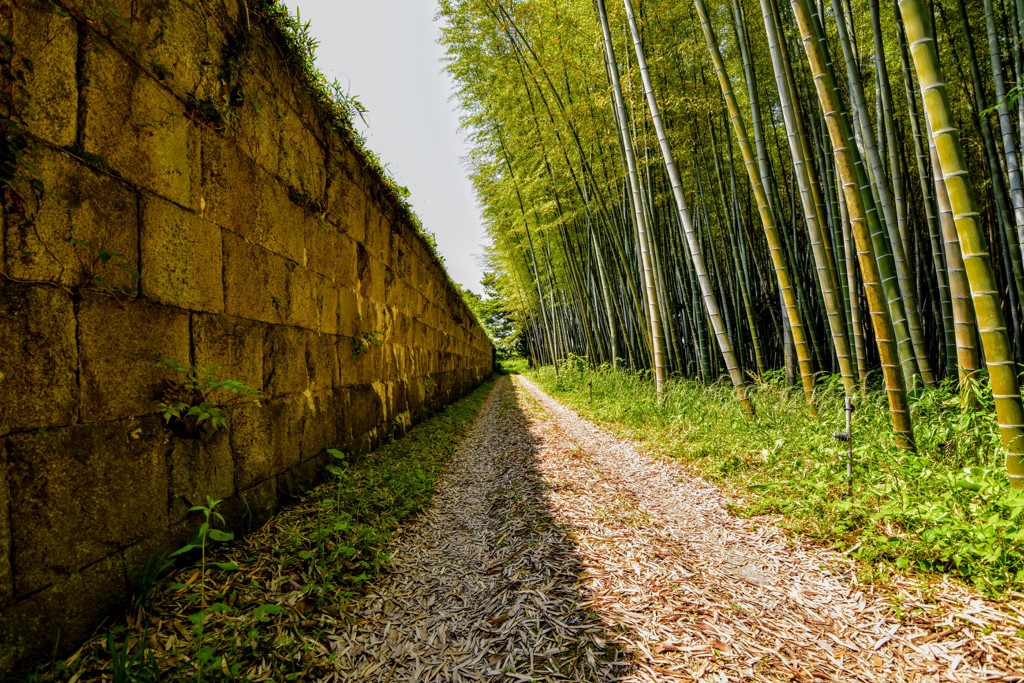 竹やぶ