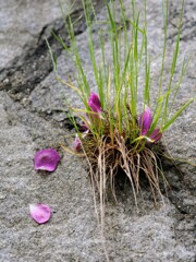 石垣に花びら