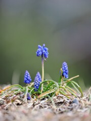 ニョキニョキ