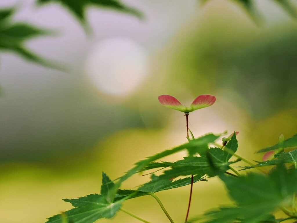 小さなプロペラ