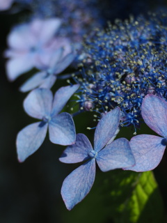 紫陽花