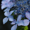 紫陽花