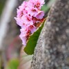 寄り添う