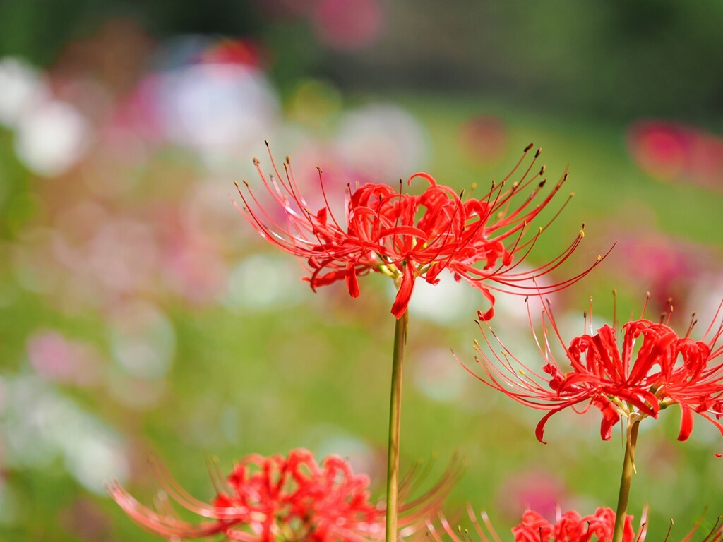 秋の花達