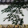 そろそろ紅く染まる