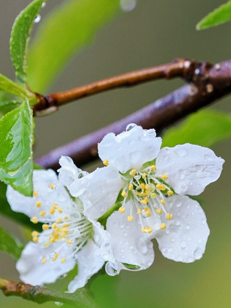 雨上がり