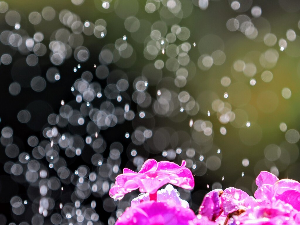 夏の雪