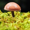 あんパンみたい