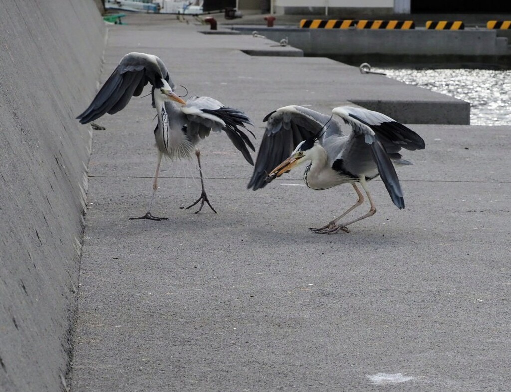 サギさん、お魚ゲット４