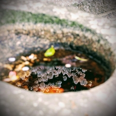 水の中の桜