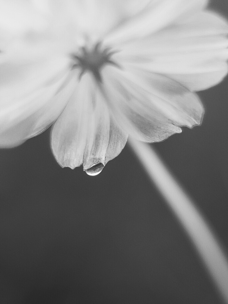 雫
