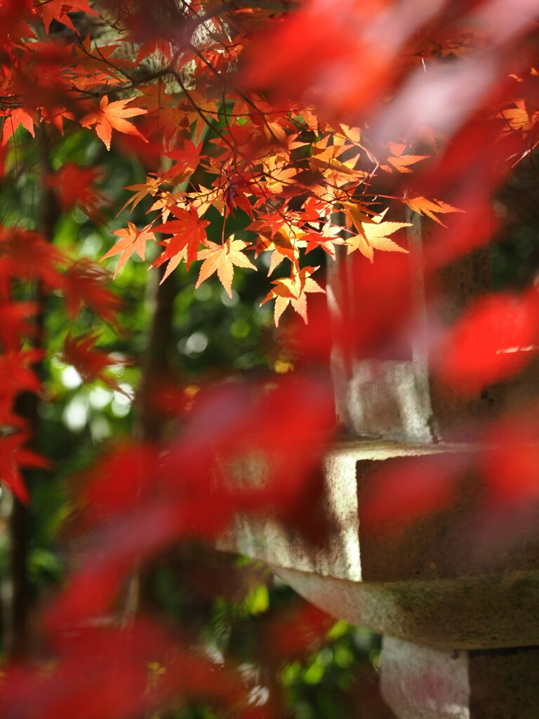 秋