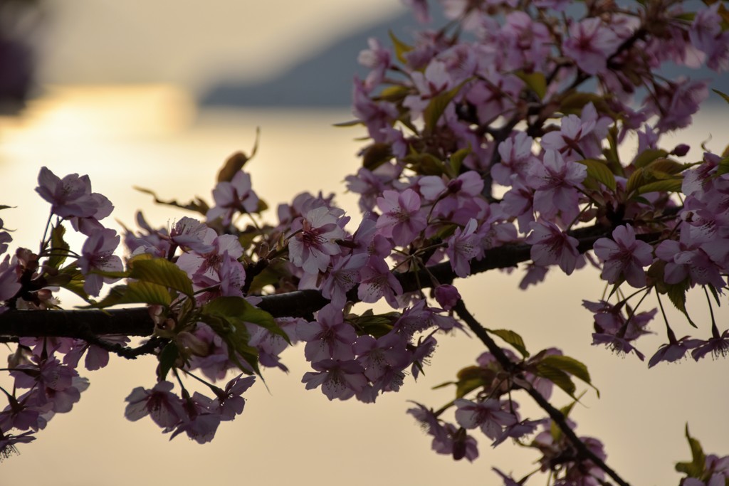 梅の花と夕日