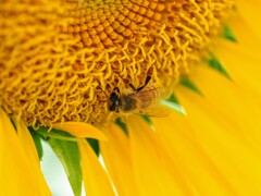 ミツバチさんお仕事