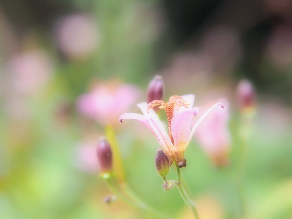 上を向いて