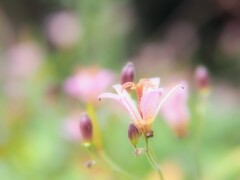 上を向いて