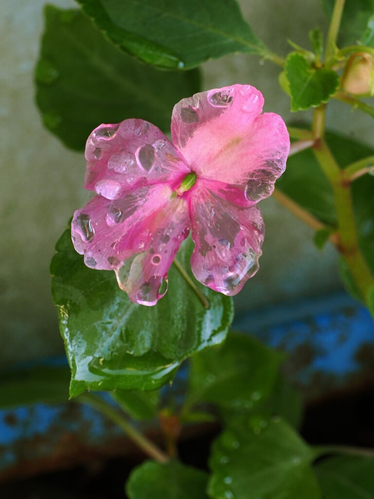 雨にうたれる