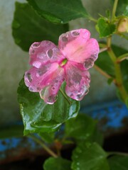雨にうたれる