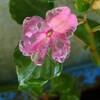 雨にうたれる