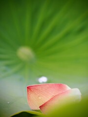 蓮の花びら