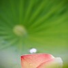 蓮の花びら