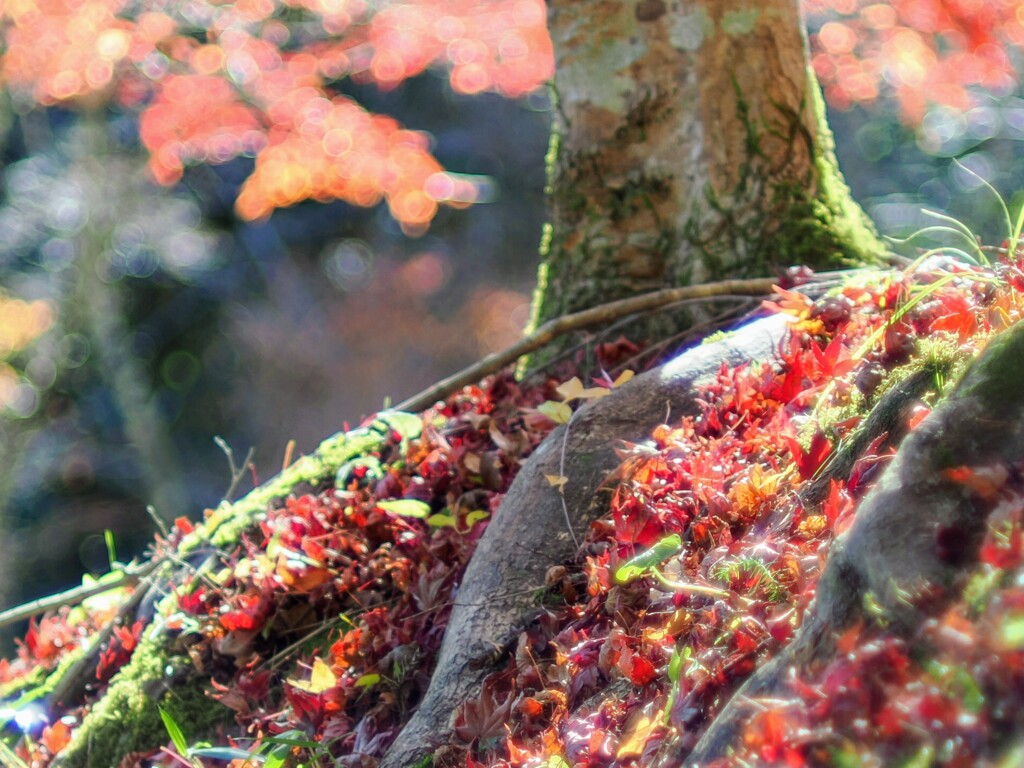 11月も終わります
