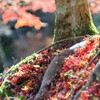 11月も終わります