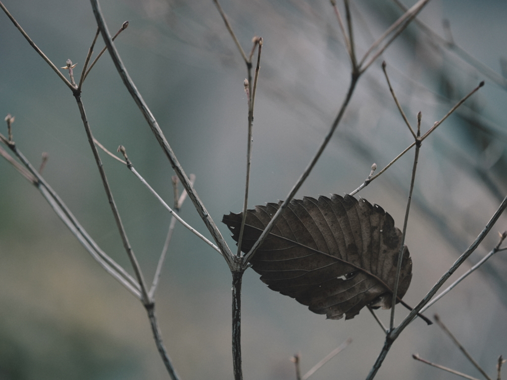 落ちてない葉っぱ