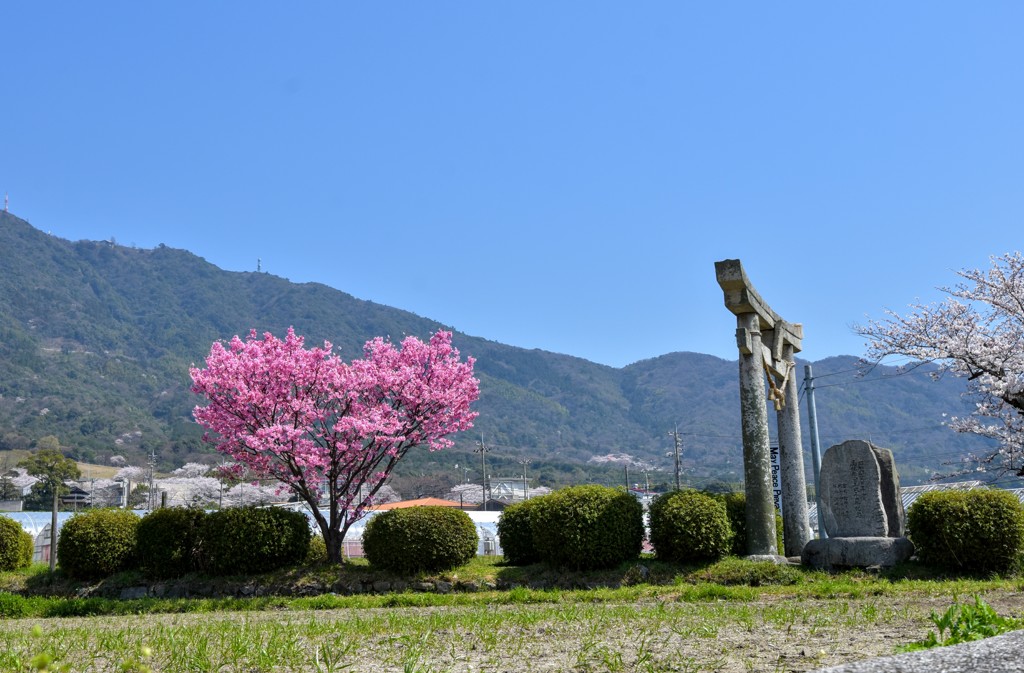 桜のハート