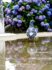 紫陽花と一緒に撮って