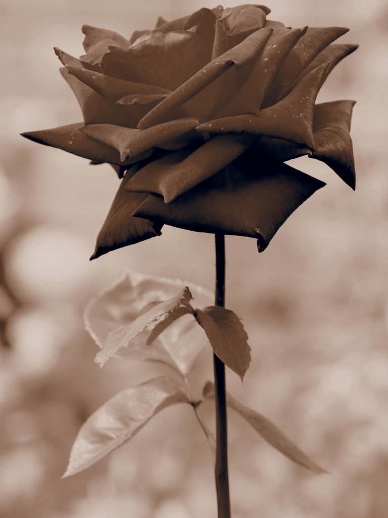 薔薇