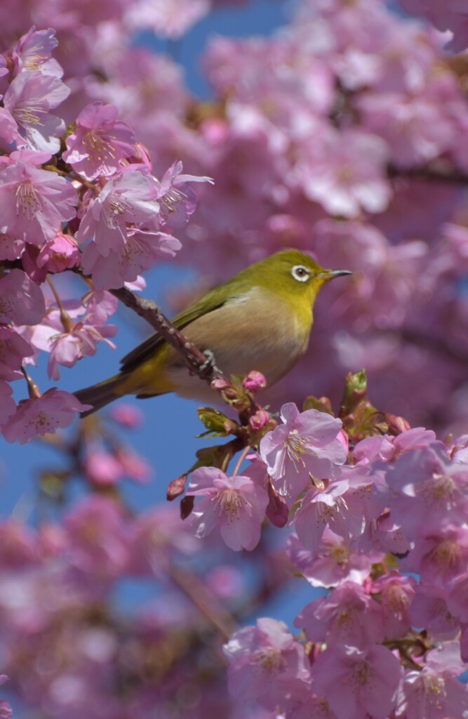 河津桜