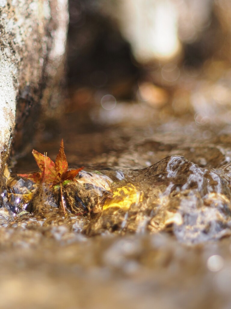 頑張れぇー