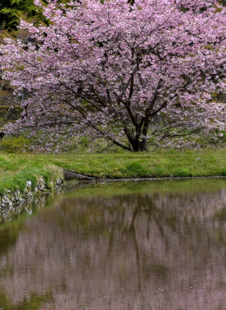 桜模様