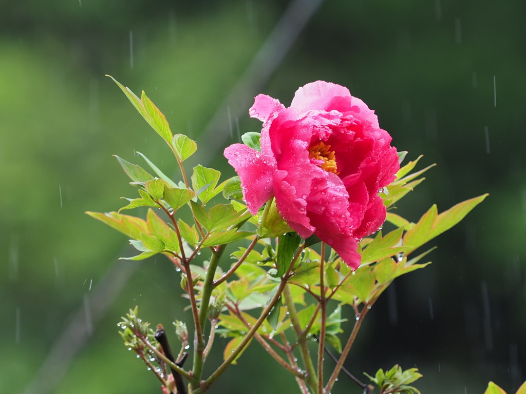 休みになると雨