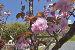 八重桜と無人駅