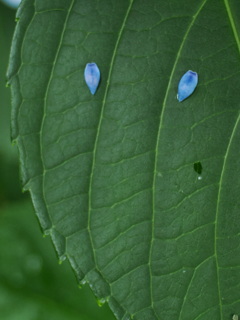涙