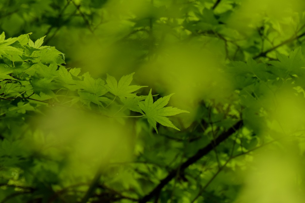 まだ、緑