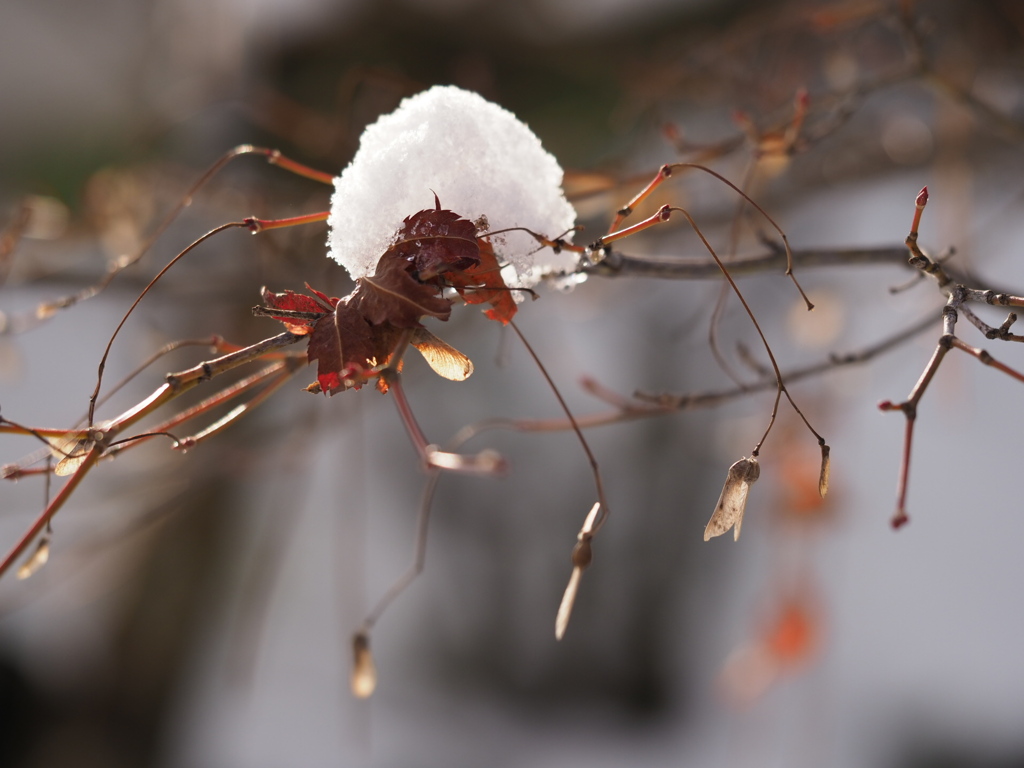 雪の帽子