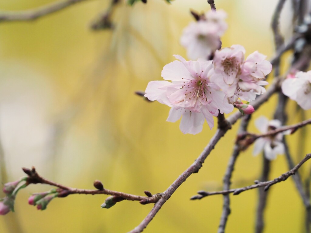 桜咲く