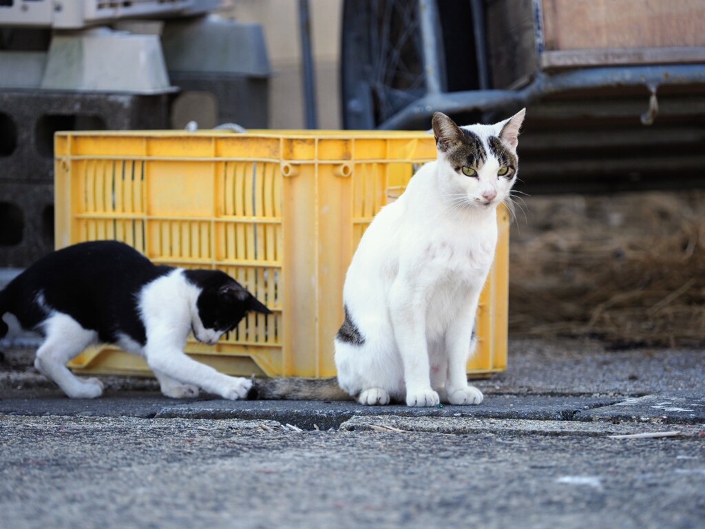 誰のしっぽかな